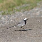 The Importance of Regular Vehicle Maintenance: 11xplay sign up login password, Www laser247.com, Tiger exchange 247